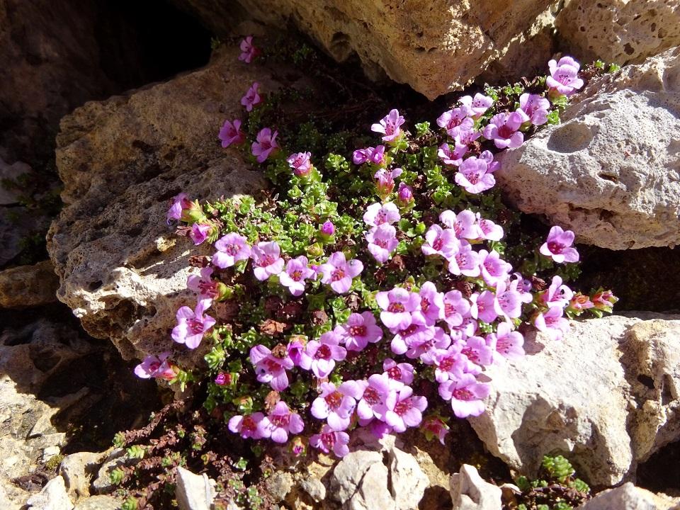 62 saxifrage a feuilles opposees